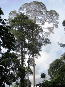 Towering Koompassia trees that may reach over 70m (photo: Lan Qie, Sabah, 2013-14)